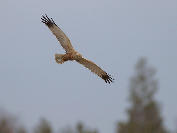 Ruskosuohaukka, Western Marsh Harrier, Circus aeruginosus